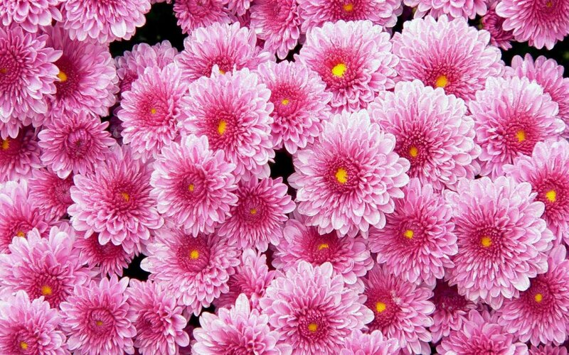 Pink Chrysanthemum Flowers — Calm, Photograph, Yellow Centers, Yellow
