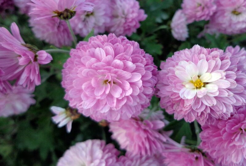 Pink Chrysanthemum Flowers — Calm, Spring, Photograph, Green Leaves