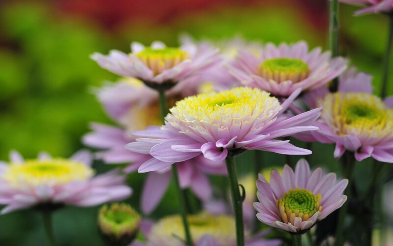 Pink Chrysanthemum Flowers — Calm, Spring, Photograph