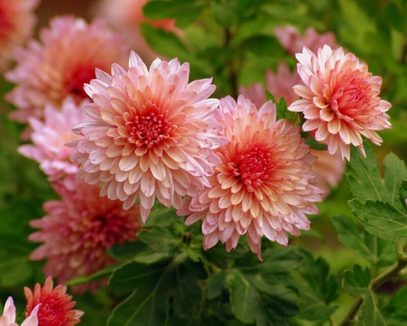 Pink Chrysanthemum Flowers — Calm, Summer, Photograph, Green Leaves