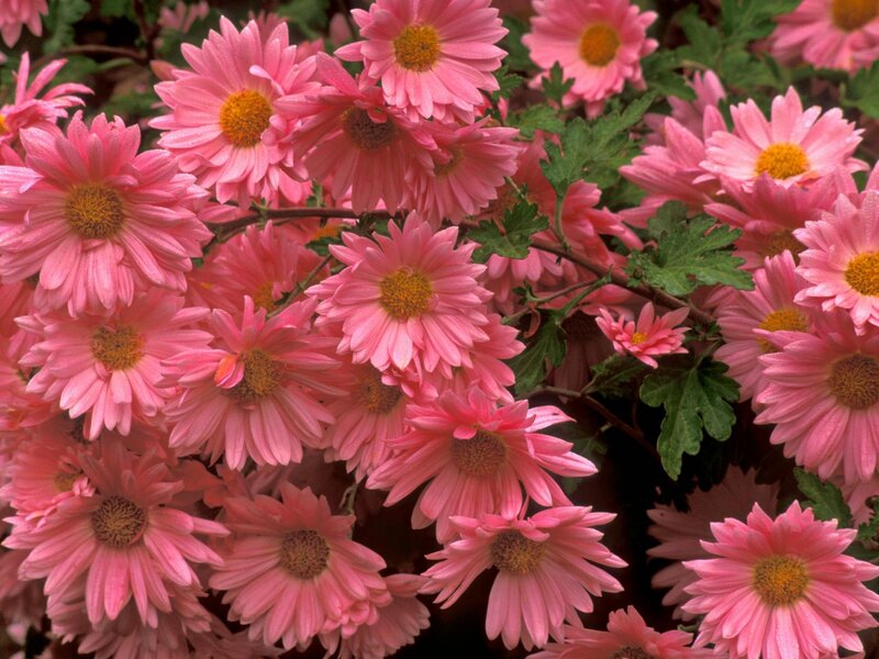 Pink Chrysanthemum Flowers — Calm, Summer