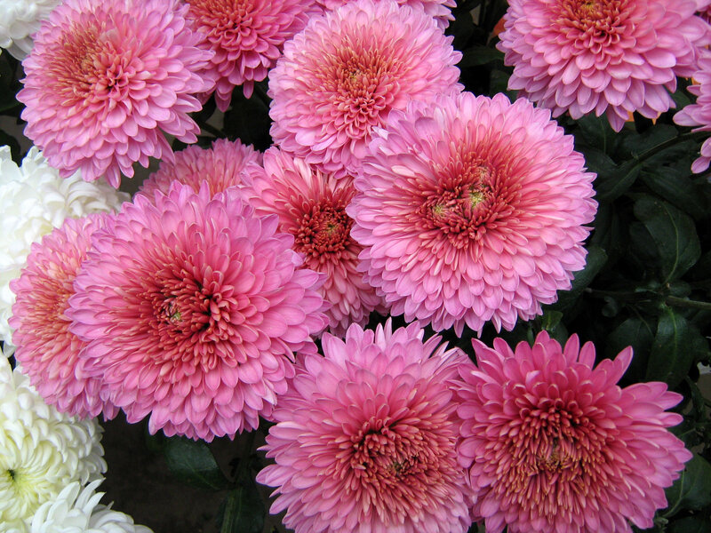 Pink Chrysanthemum Flowers — Calm