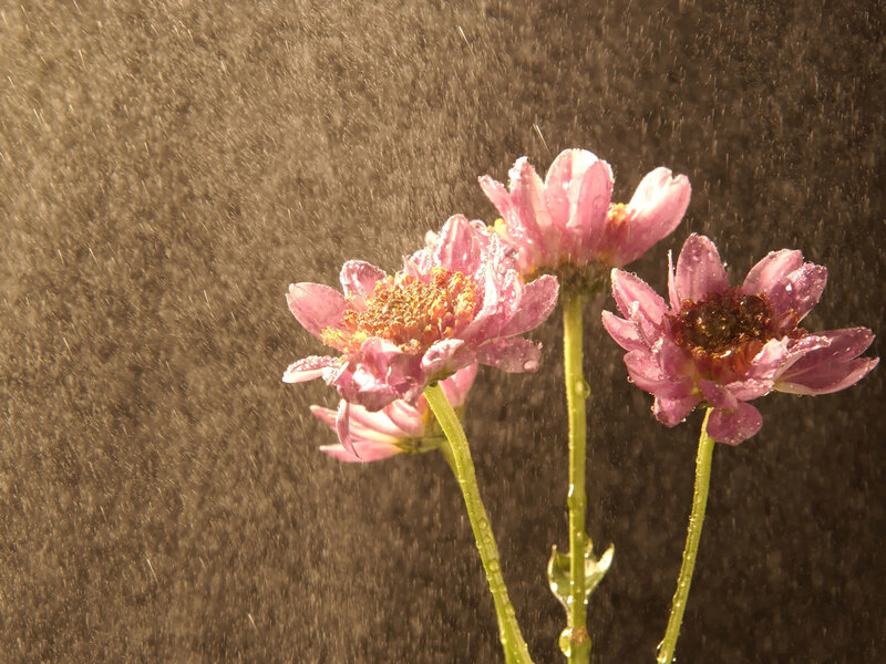 Pink Chrysanthemum Flowers — Dramatic