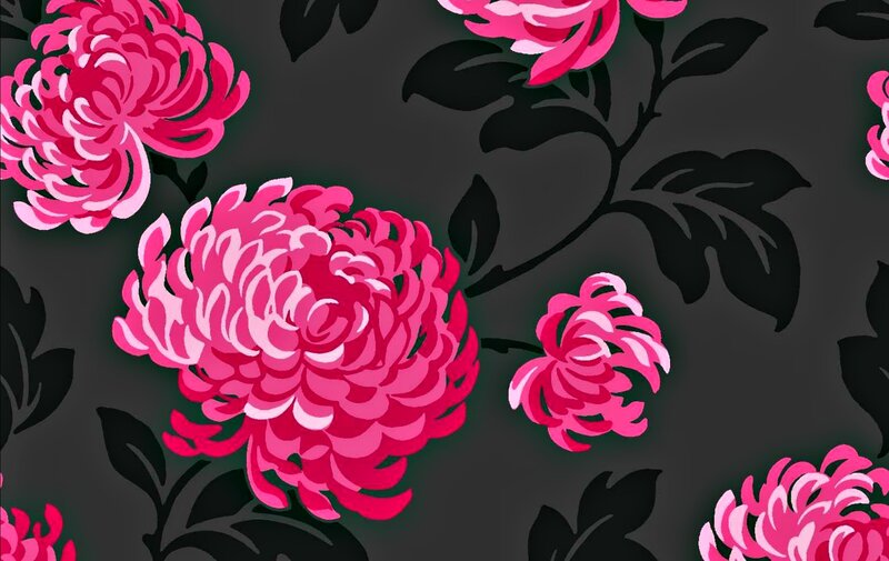 Pink Chrysanthemum Flowers — Elegant