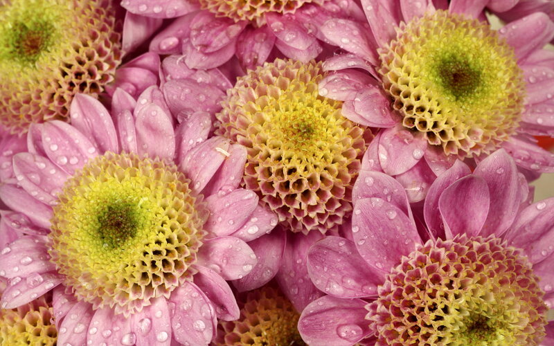 Pink Chrysanthemum Flowers — Fresh