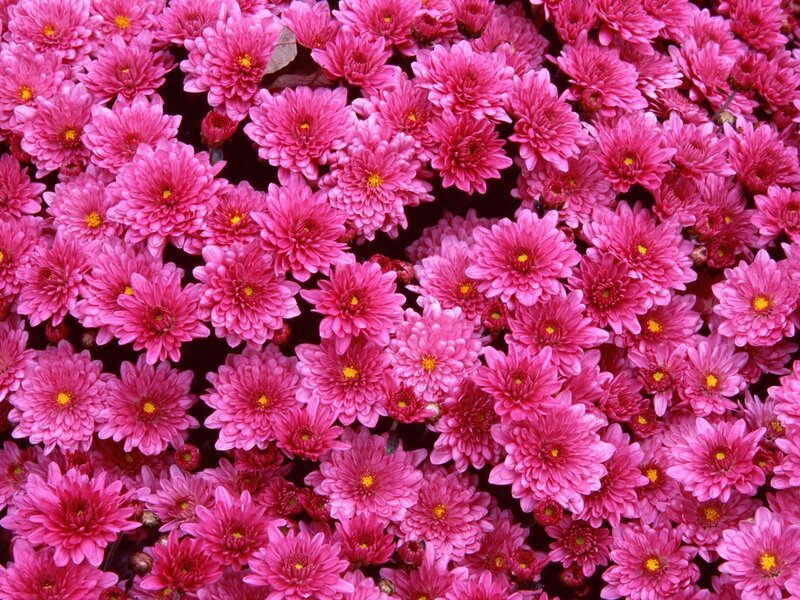 Pink Chrysanthemum Flowers — Green Leaves