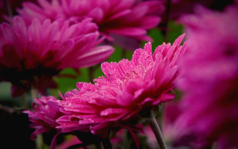 Pink Chrysanthemum Flowers — Magenta