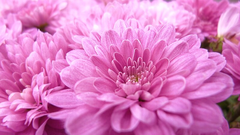 Pink Chrysanthemum Flowers — Petals