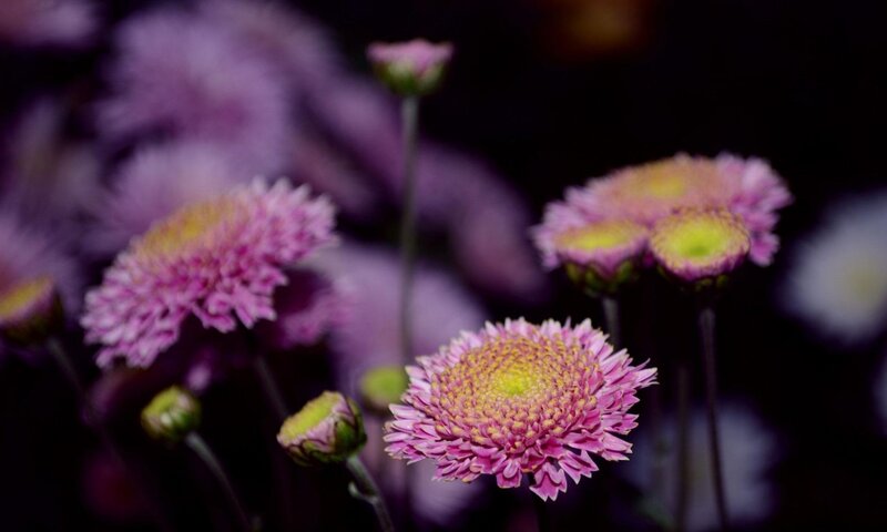 Pink Chrysanthemum Flowers — Purple, Calm