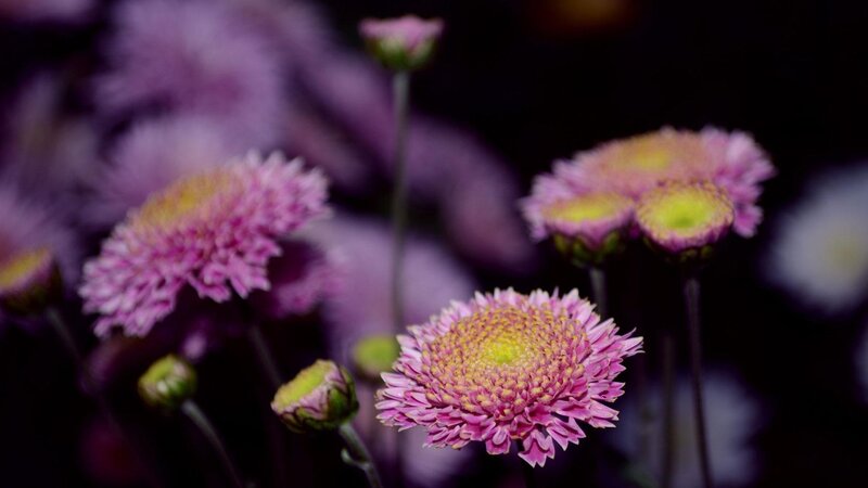 Pink Chrysanthemum Flowers — Purple