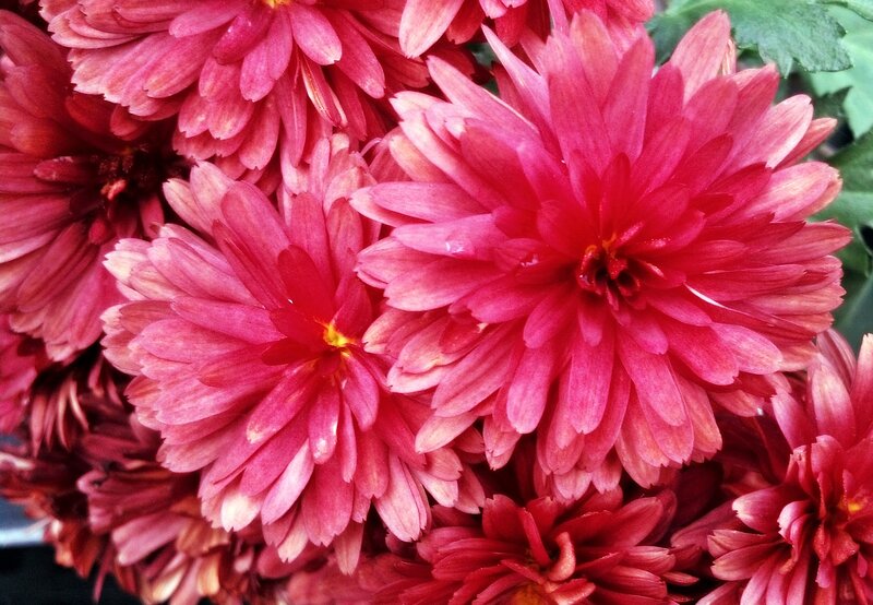 Pink Chrysanthemum Flowers — Red