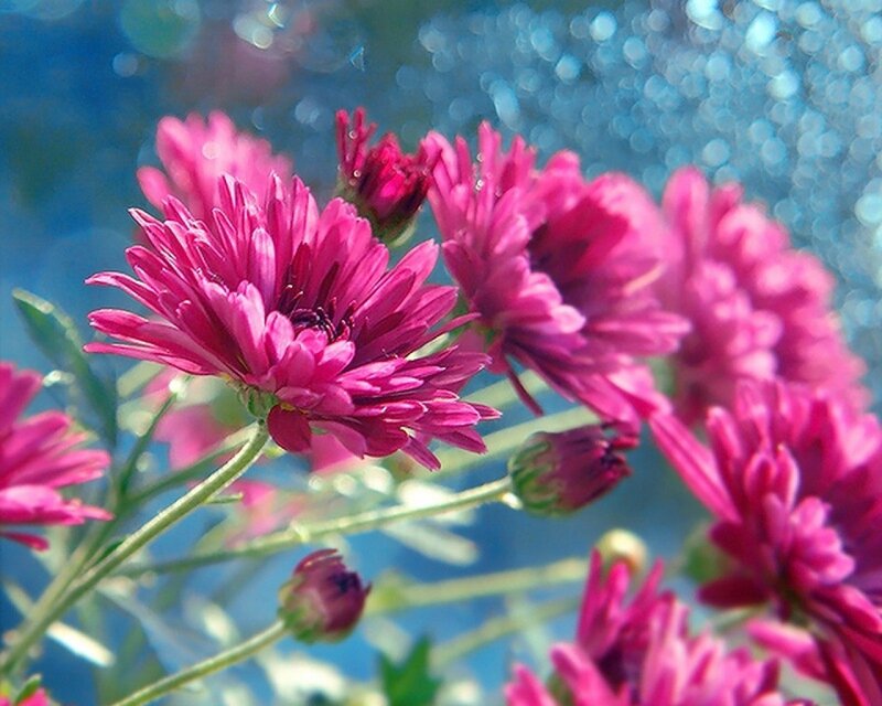 Pink Chrysanthemum Flowers — Serene, Afternoon, Photograph, Buds