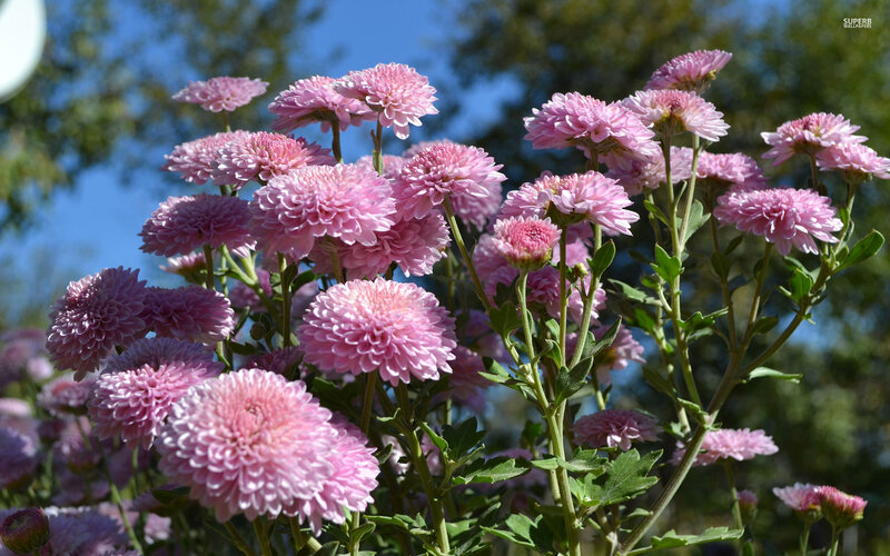 Pink Chrysanthemum Flowers — Serene, Afternoon, Photograph, Leaves