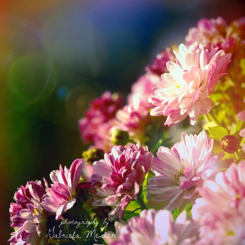 Pink Chrysanthemum Flowers — Serene, Afternoon, Photograph, Sunlight