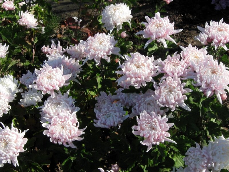 Pink Chrysanthemum Flowers — Serene, Afternoon, Photograph