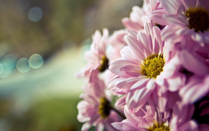 Pink Chrysanthemum Flowers — Serene, Afternoon, Photograph, Yellow Centers