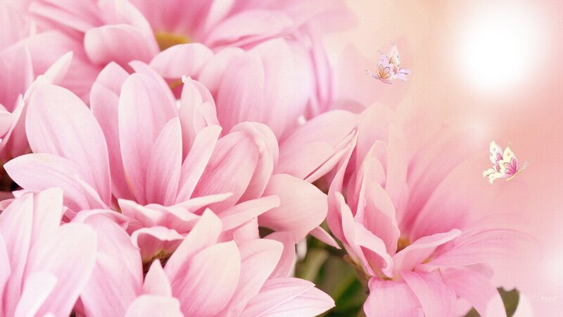 Pink Chrysanthemum Flowers — Serene, Afternoon