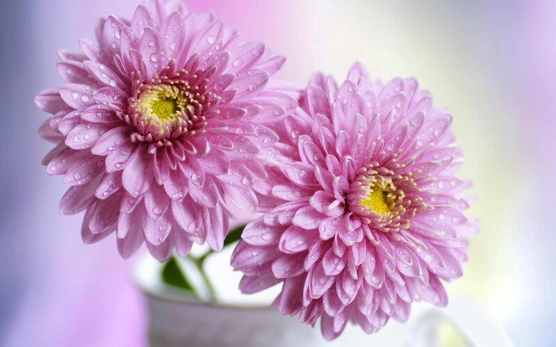 Pink Chrysanthemum Flowers — Serene, Photograph