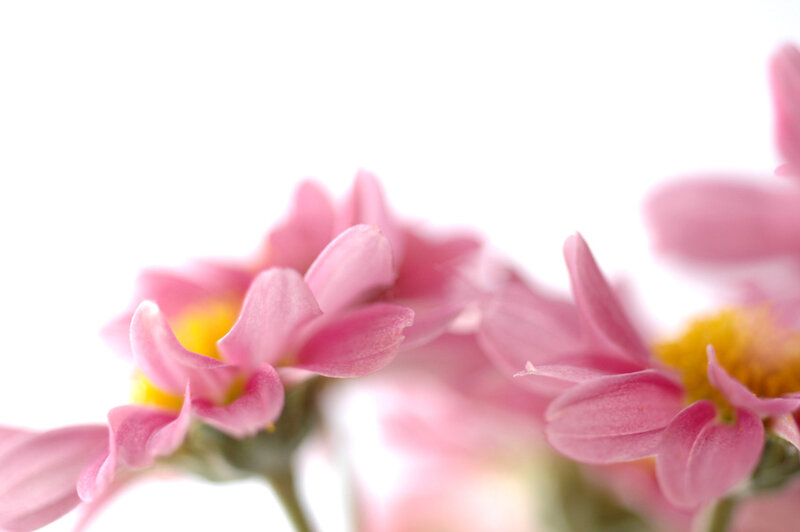Pink Chrysanthemum Flowers — Serene, Spring