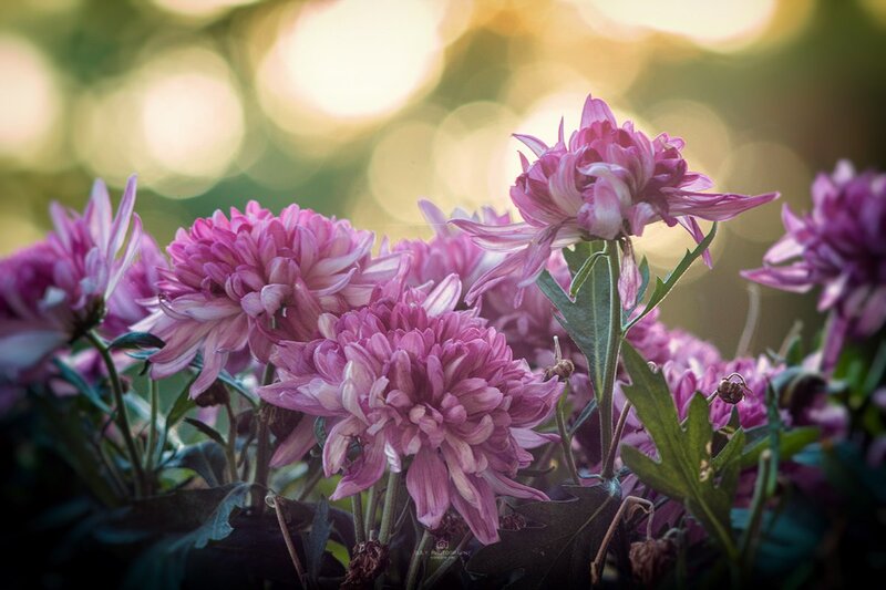 Pink Chrysanthemum Flowers — Serene, Sunset
