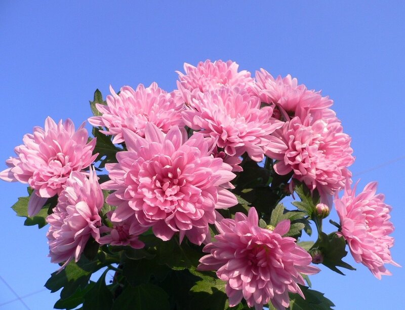 Pink Chrysanthemum Flowers — Serene