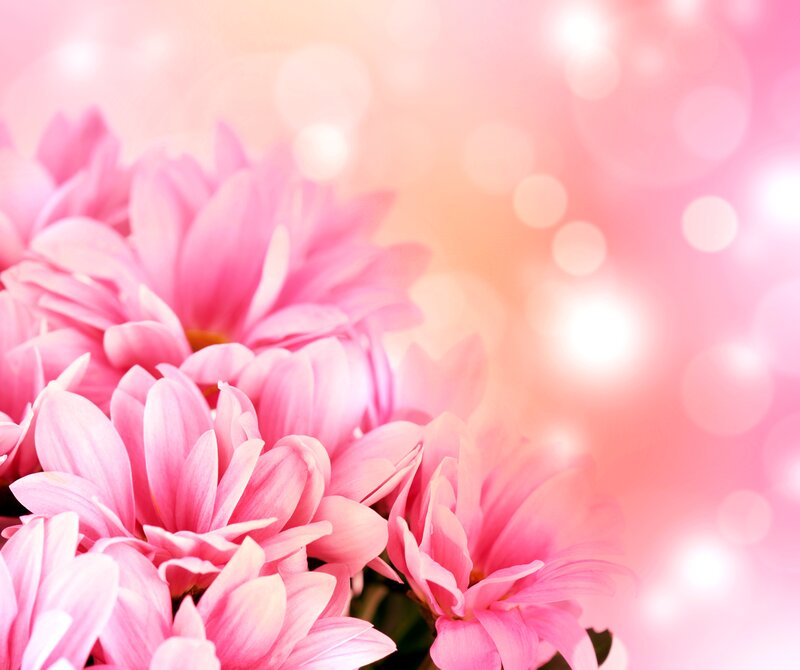 Pink Chrysanthemum Flowers — Soft