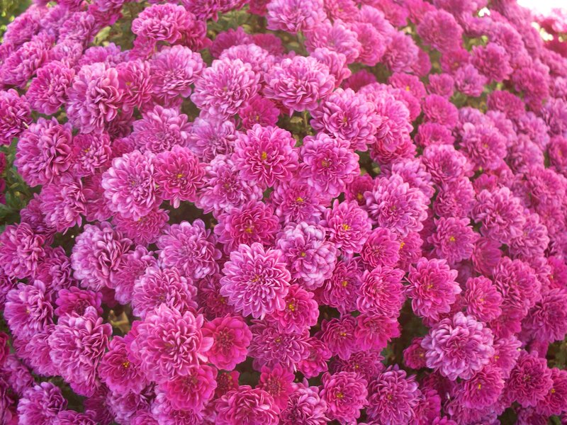 Pink Chrysanthemum Flowers — Vibrant, Afternoon