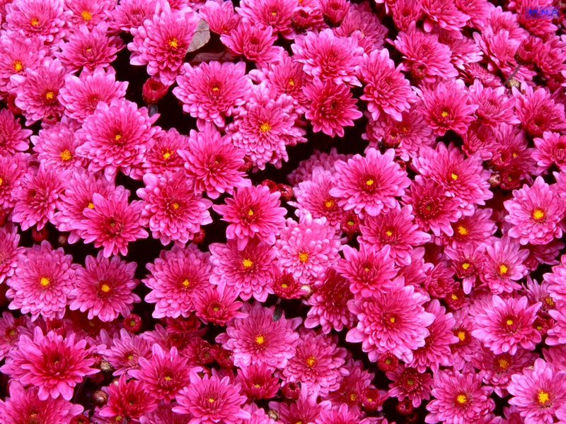 Pink Chrysanthemum Flowers — Vibrant, Autumn, Photograph