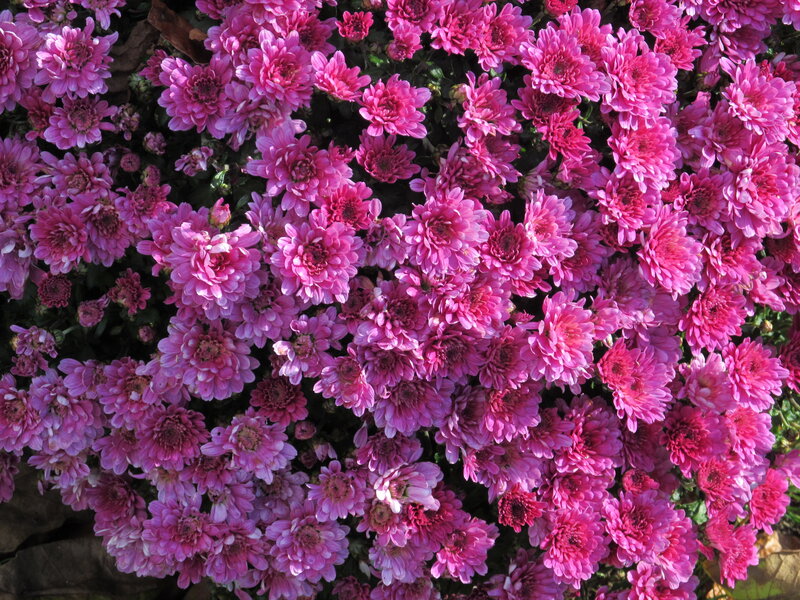 Pink Chrysanthemum Flowers — Vibrant, Autumn