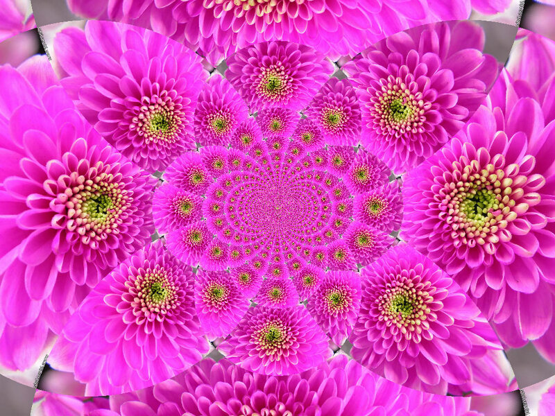 Pink Chrysanthemum Flowers — Vibrant, Digital Art