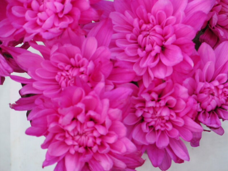 Pink Chrysanthemum Flowers — Vibrant, Photograph, Bloom