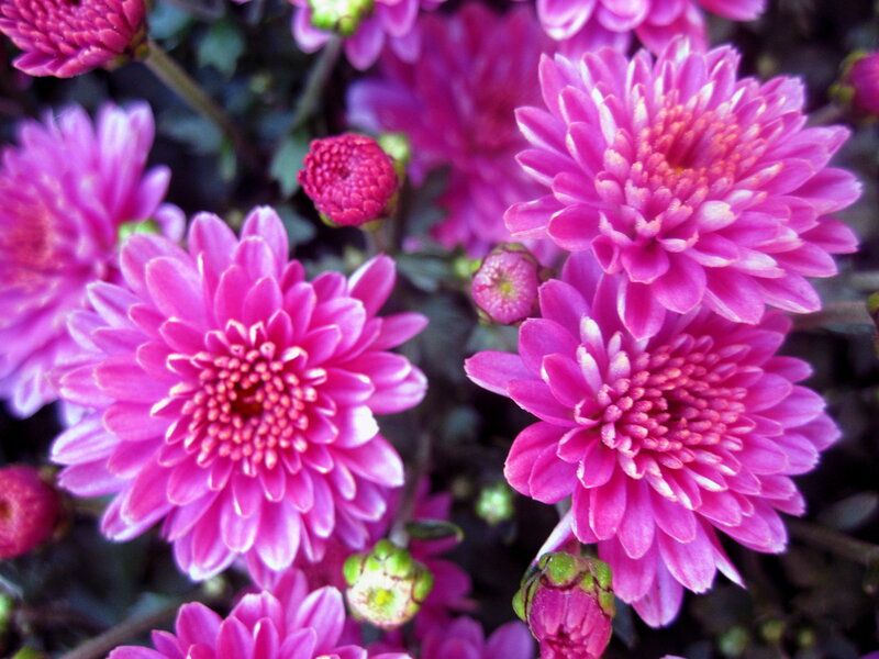 Pink Chrysanthemum Flowers — Vibrant, Photograph, Buds