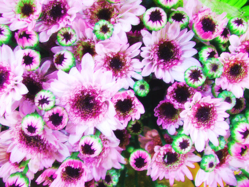 Pink Chrysanthemum Flowers — Vibrant, Photograph, Green Buds