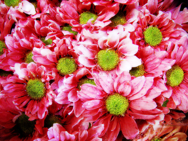 Pink Chrysanthemum Flowers — Vibrant, Photograph, Green Centers