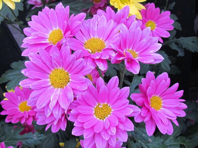 Pink Chrysanthemum Flowers — Vibrant, Photograph