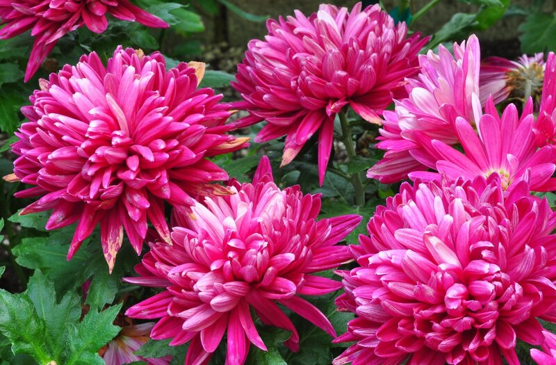 Pink Chrysanthemum Flowers — Vibrant, Summer, Photograph, Green Leaves