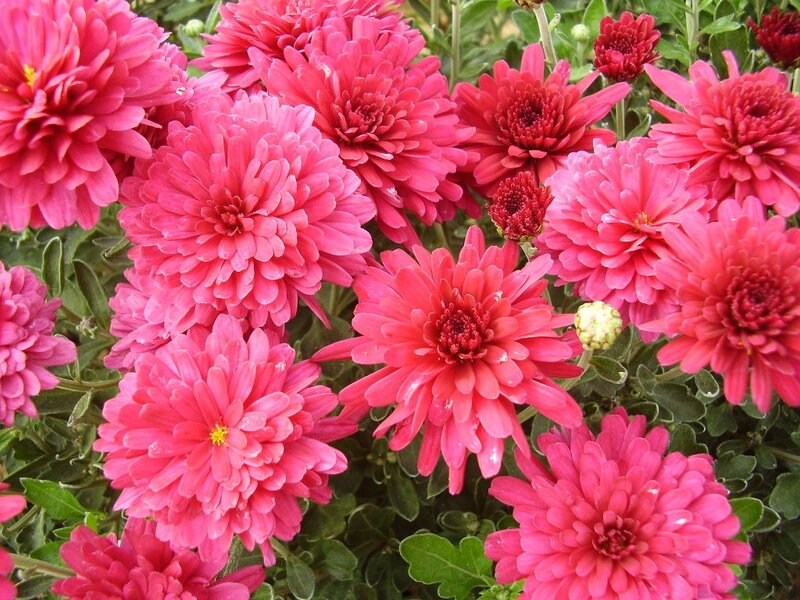 Pink Chrysanthemum Flowers — Vibrant, Summer