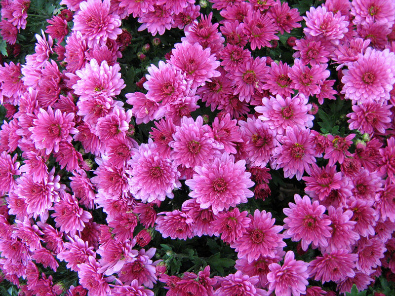 Pink Chrysanthemum Flowers — Vibrant