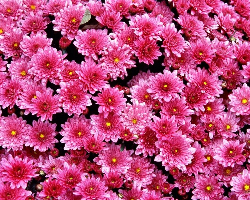 Pink Chrysanthemum Flowers — Yellow Centers
