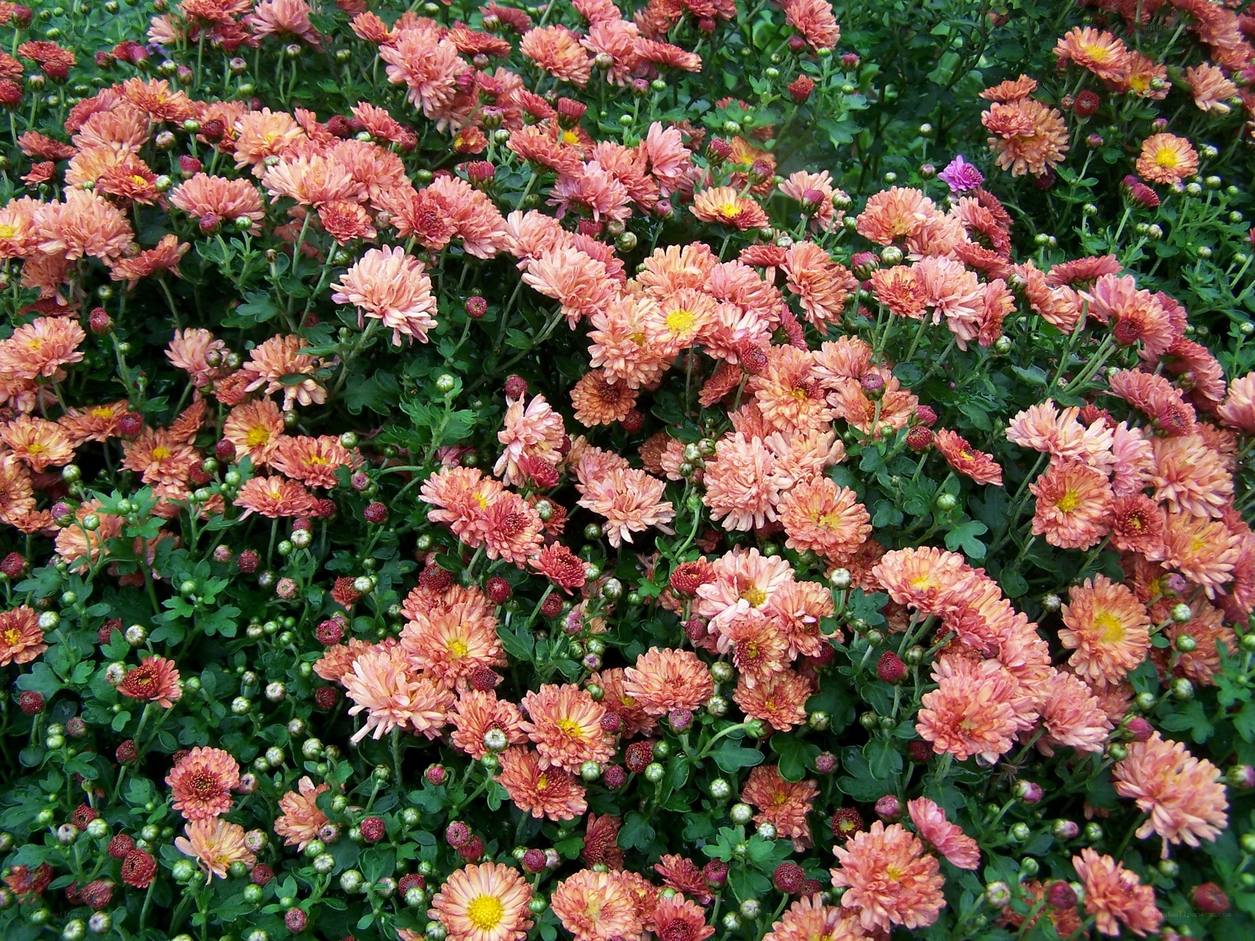 Pink chrysanthemum flowers