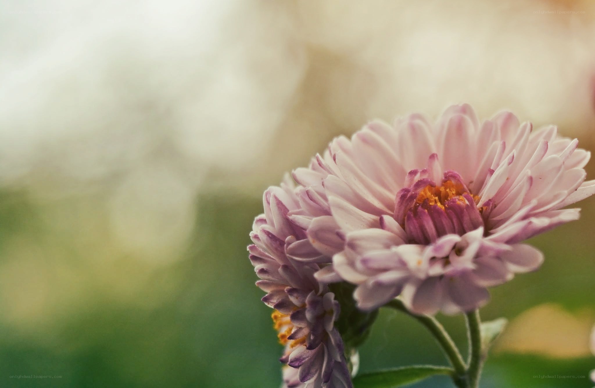 Pink chrysanthemum in soft focus