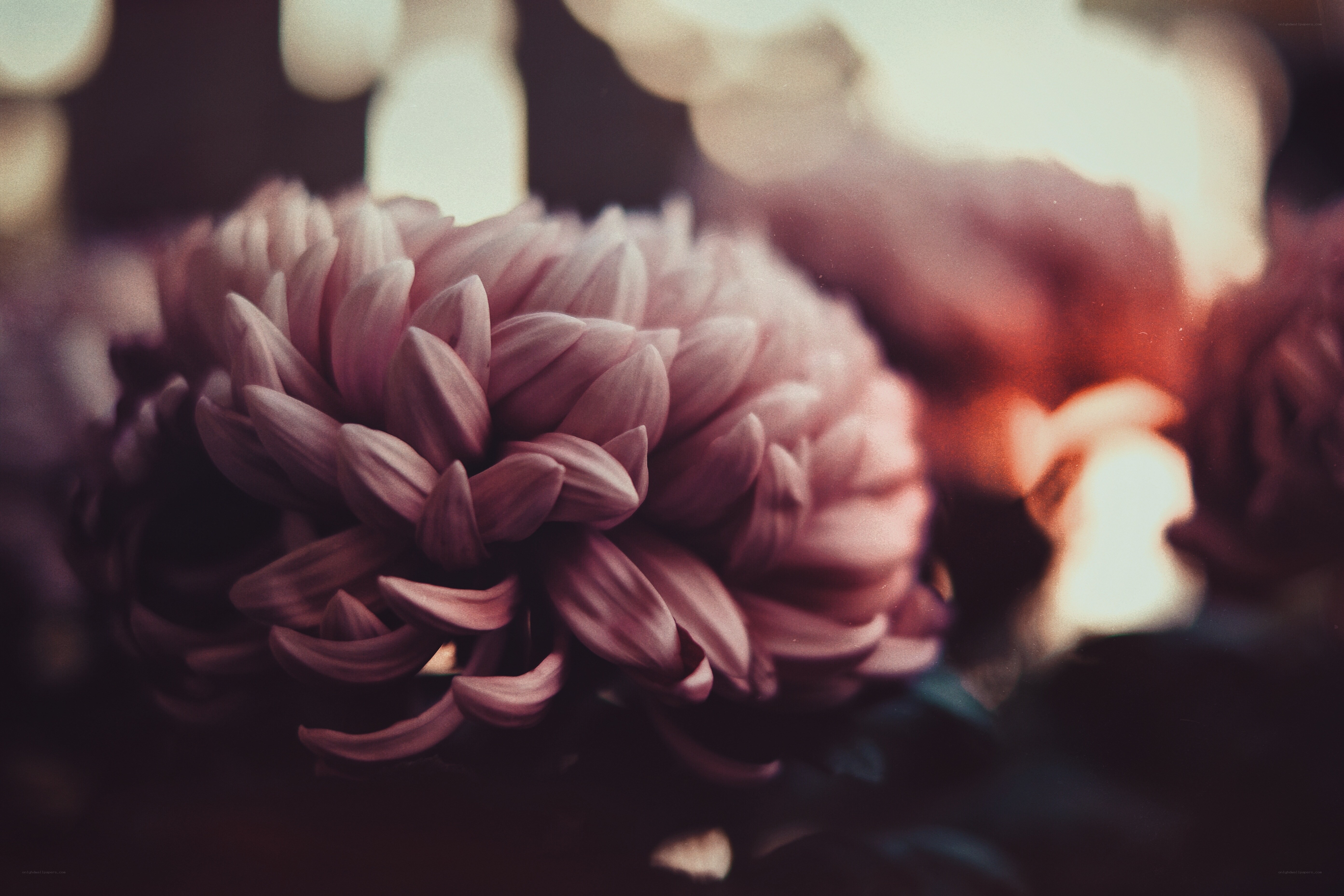 Pink chrysanthemum in soft light