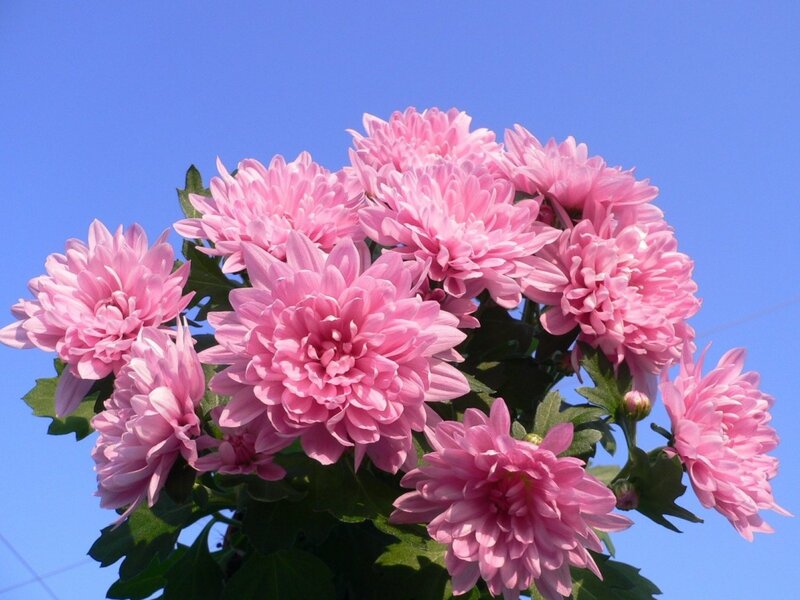 Pink chrysanthemums against blue sky
