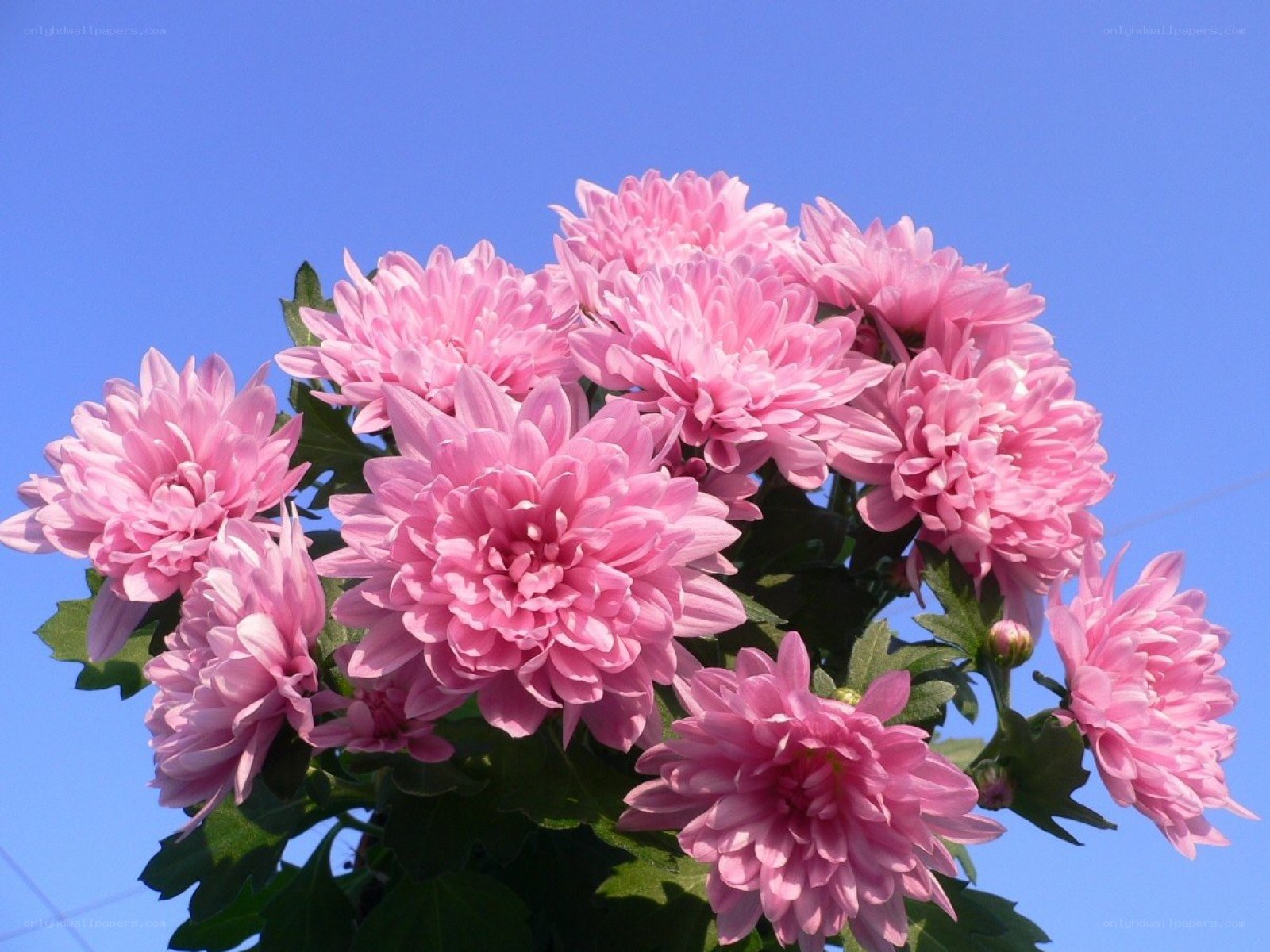 Pink chrysanthemums against blue sky