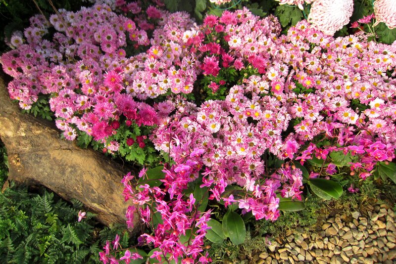 Pink Chrysanthemums and Orchids