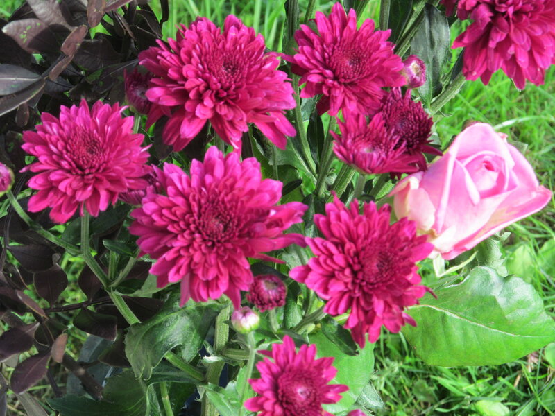 Pink Chrysanthemums and Rose