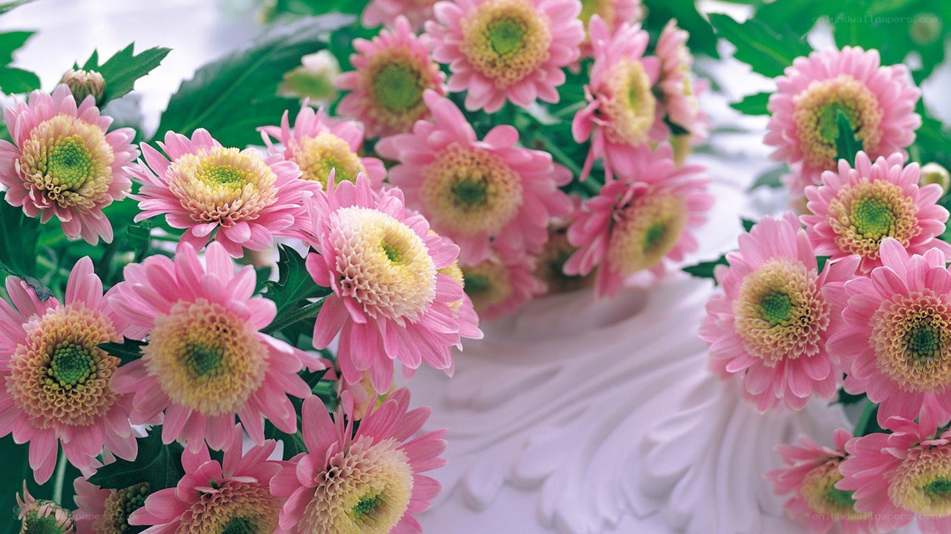 Pink chrysanthemums in a vase