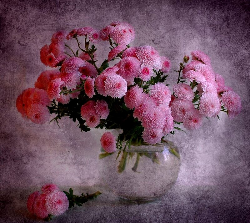 Pink chrysanthemums in a vase