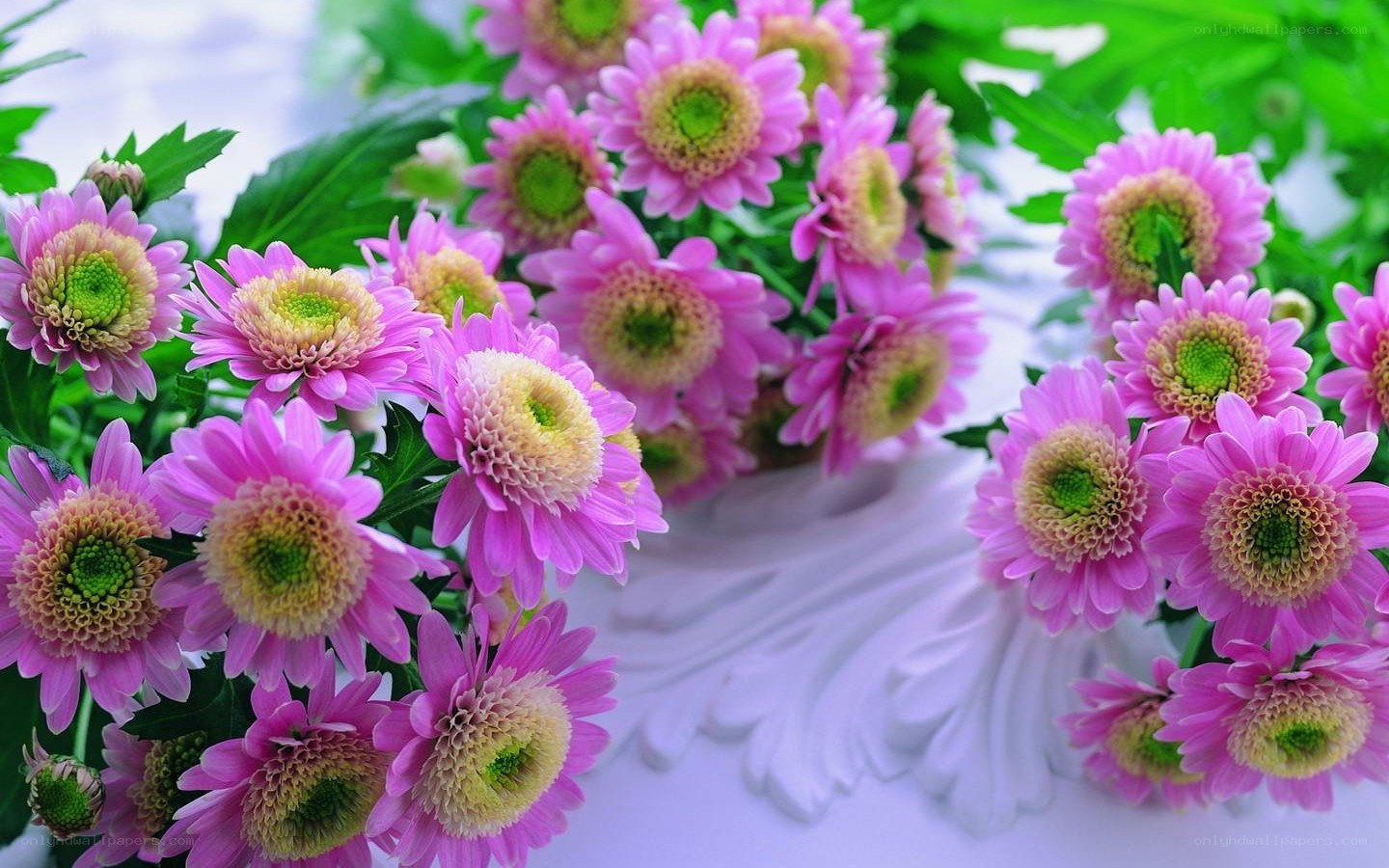 Pink chrysanthemums in a vase