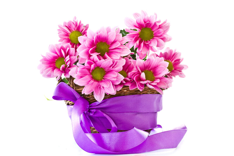 Pink Chrysanthemums in Basket — Calm, Photograph, Ribbon